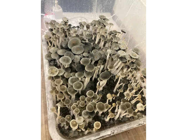 Спорові відбитки Panaeolus Goliath