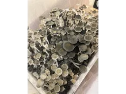 Спорові відбитки Panaeolus Goliath