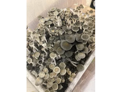 Спорові відбитки Panaeolus Goliath