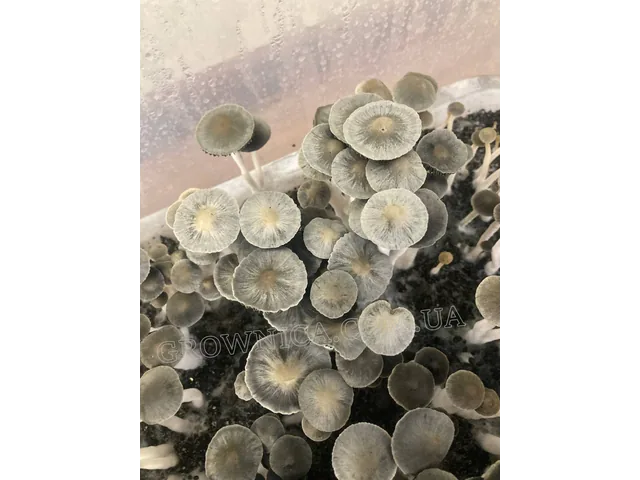 Спорові відбитки Panaeolus Goliath