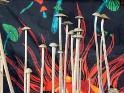 Спорові відбитки Panaeolus Jamaica