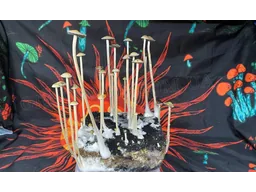 Спорові відбитки Panaeolus Jamaica