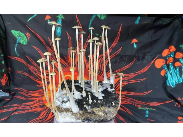 Спорові відбитки Panaeolus Jamaica