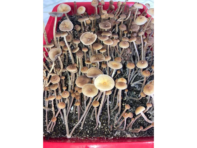 Спорові відбитки Galindoi