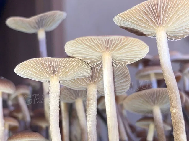 Спорові відбитки Galindoi