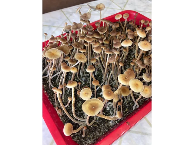 Спорові відбитки Galindoi