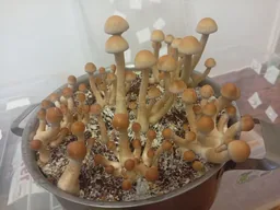 Спорові відбитки Cubensis Natalensis