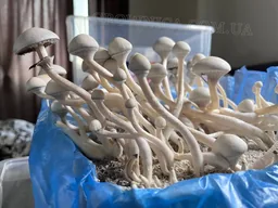 Спорові відбитки Cubensis Rusty White