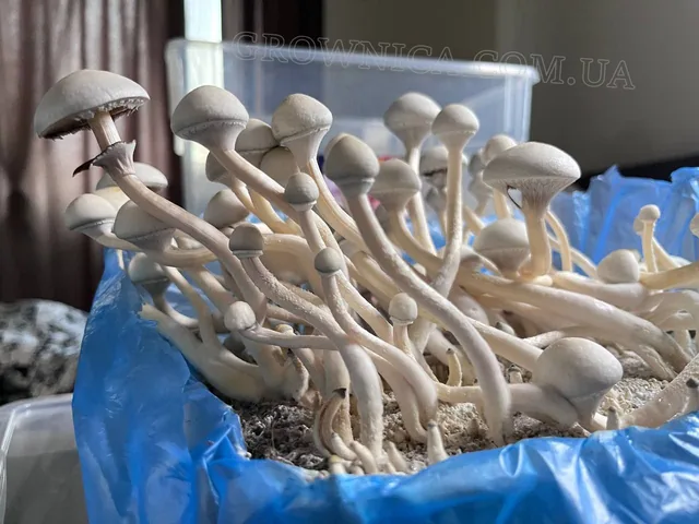 Спорові відбитки Cubensis Rusty White