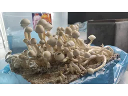 Спорові відбитки Cubensis Rusty White