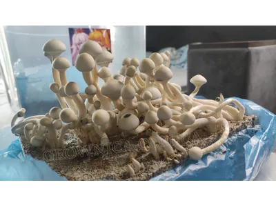 Спорові відбитки Cubensis Rusty White