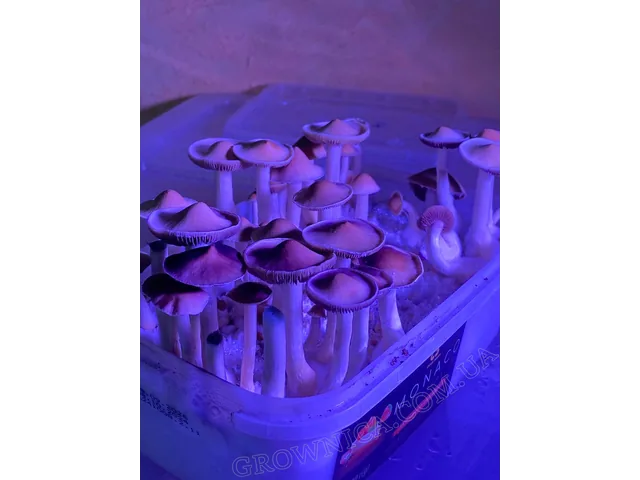 Спорові відбитки Cubensis Tasmanian