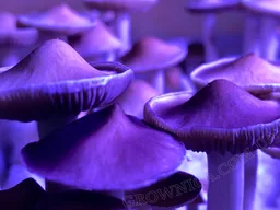 Спорові відбитки Cubensis Tasmanian