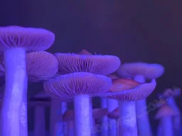 Спорові відбитки Cubensis Tasmanian