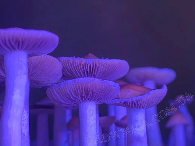 Спорові відбитки Cubensis Tasmanian