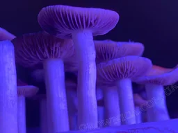 Спорові відбитки Cubensis Tasmanian