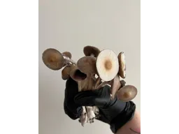 Спорові відбитки Cubensis B +