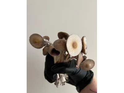 Спорові відбитки Cubensis B +