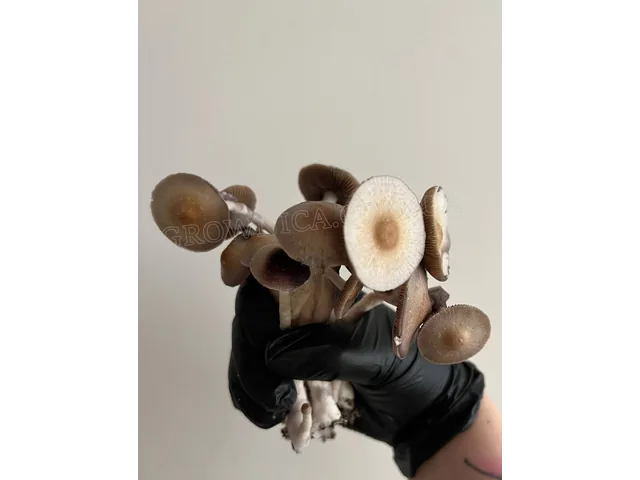 Рідкий міцелій грибів Cubensis