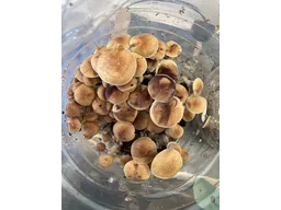 Спорові відбитки Cubensis B +