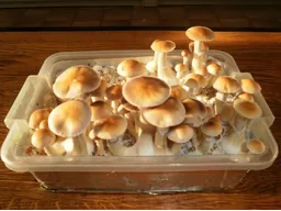 Спорові відбитки Cubensis Cambodian