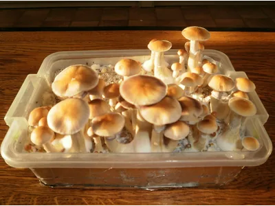 Спорові відбитки Cubensis Cambodian