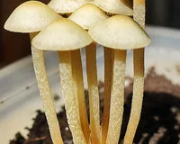 Споровые отпечатки Panaeolus Cyanescens – Weza