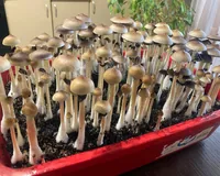 Спорові відбитки Cubensis Albino A +