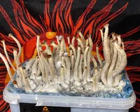 Спорові відбитки Galindoi