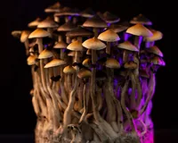 Спорові відбитки Cubensis Lipa Thai