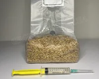 Субстрат зерновий стерильний (овес) з рідким міцелієм Cubensis