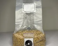 Зерновий субстрат зі споровим відбитком Cubensis