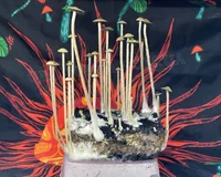 Спорові відбитки Panaeolus Jamaica