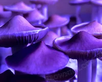 Спорові відбитки Cubensis Tasmanian