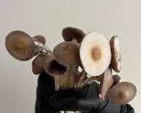 Спорові відбитки Cubensis B +