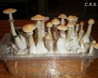 Спорові відбитки Cubensis Colombian Rust Spore