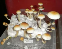 Спорові відбитки Cubensis Ecuador