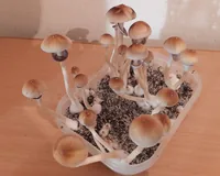 Спорові відбитки Cubensis F+