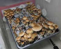 Спорові відбитки Cubensis Generation UA