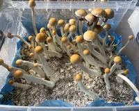 Спорові відбитки Cubensis Golden Teacher