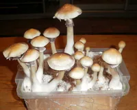 Спорові відбитки Cubensis Huautla
