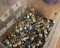 Спорові відбитки Cubensis Z-strain