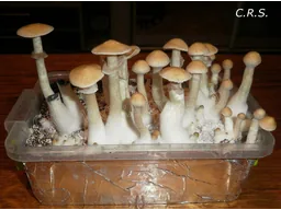 Спорові відбитки Cubensis Colombian Rust Spore