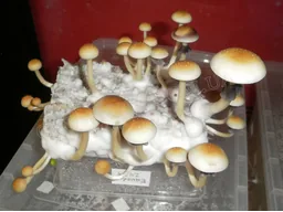 Спорові відбитки Cubensis Ecuador