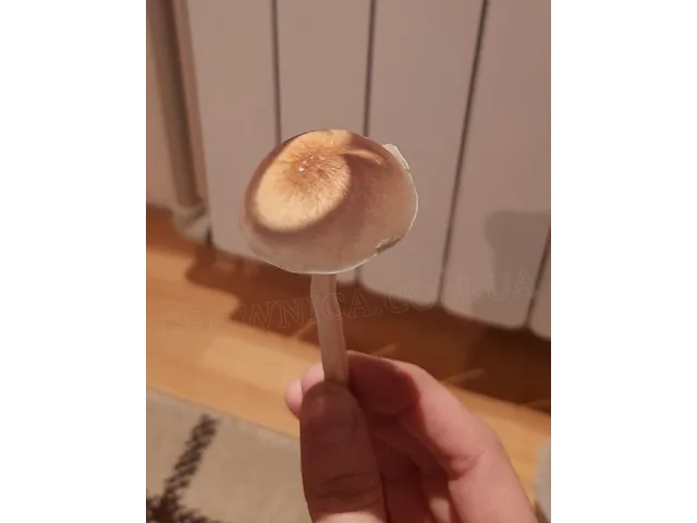 Спорові відбитки Cubensis F+