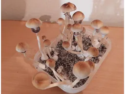 Спорові відбитки Cubensis F+