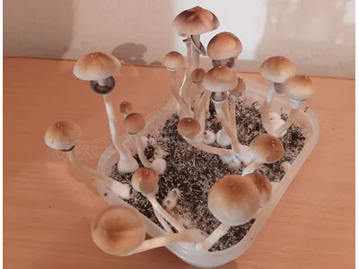 Спорові відбитки Cubensis F+