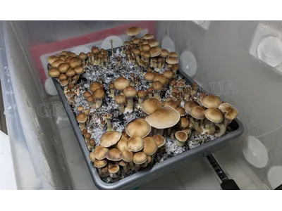 Спорові відбитки Cubensis Generation UA