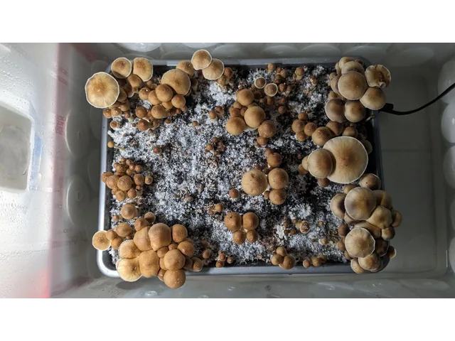 Спорові відбитки Cubensis Generation UA