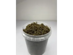 hnoyovii_substrat_sporova_vzvis